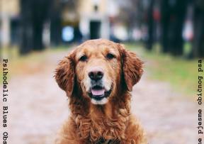 PBO poklanja treći studijski album